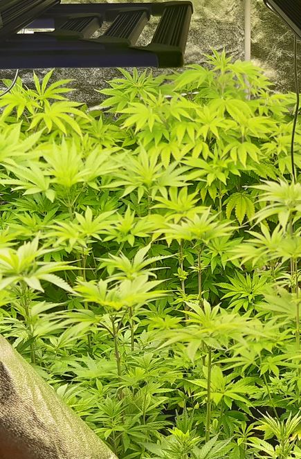 Cannabis