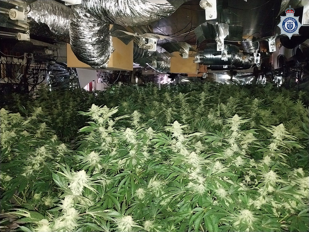 An image of a cannabis farm