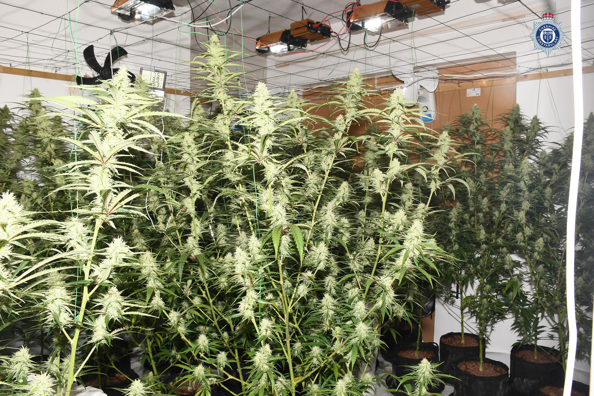 Some of the cannabis plants recovered 