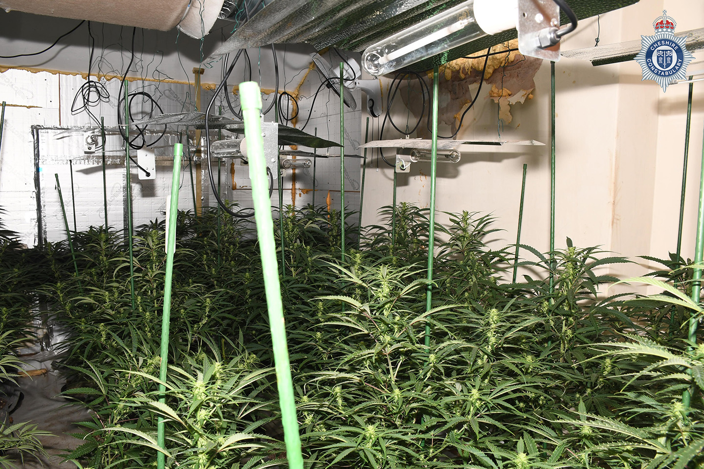 An image of the cannabis plants which have been discovered