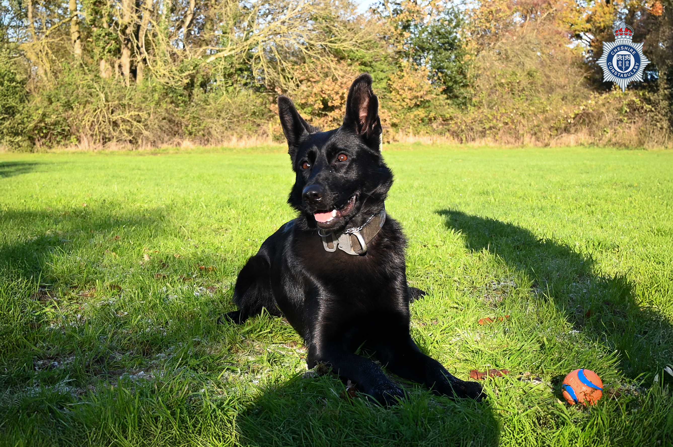 New police dog PD Vienna