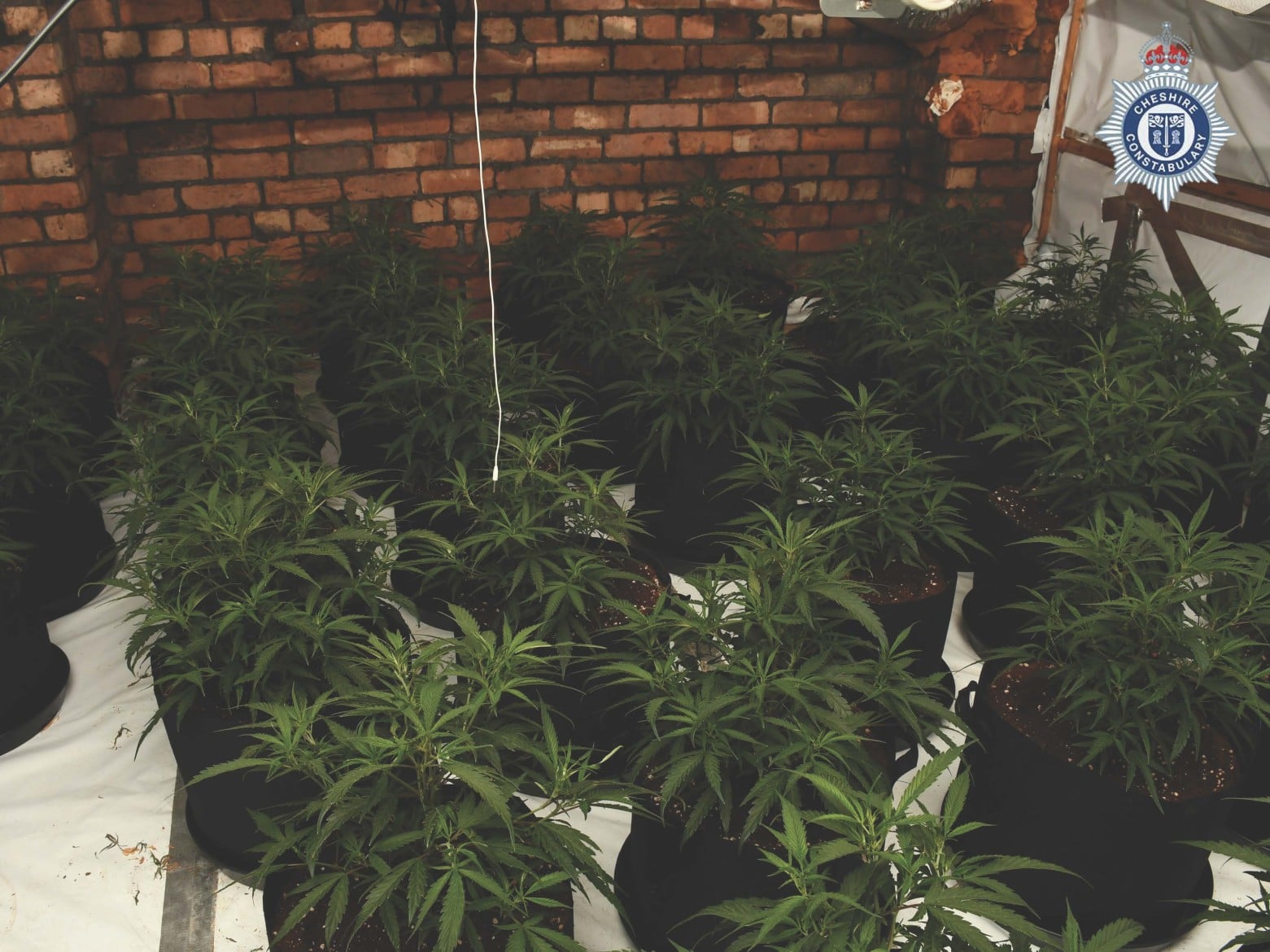 Cannabis