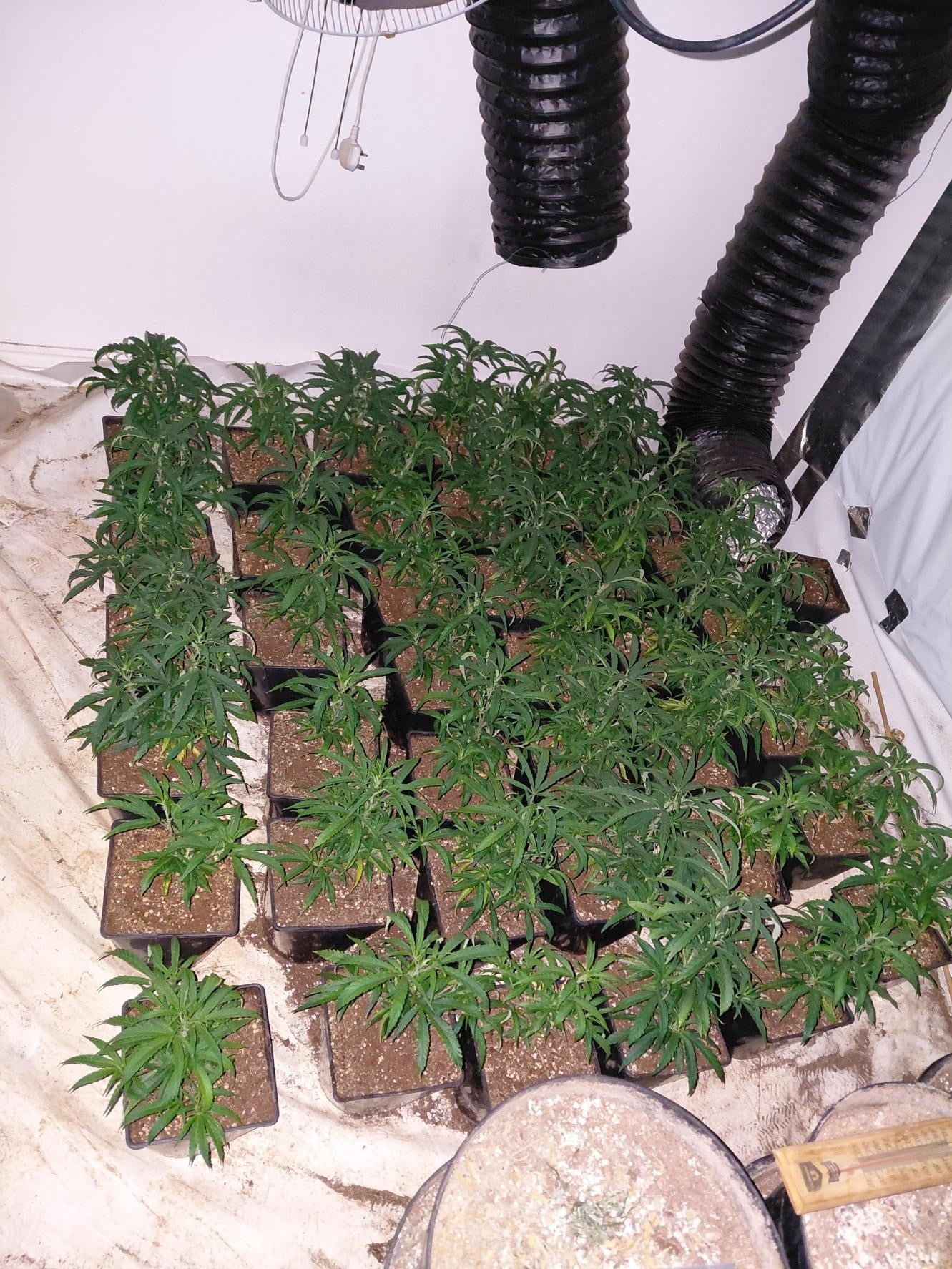 Cannabis