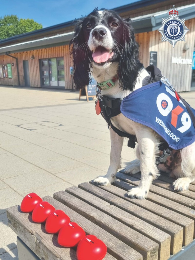 Poppy wellbeing dog Chester
