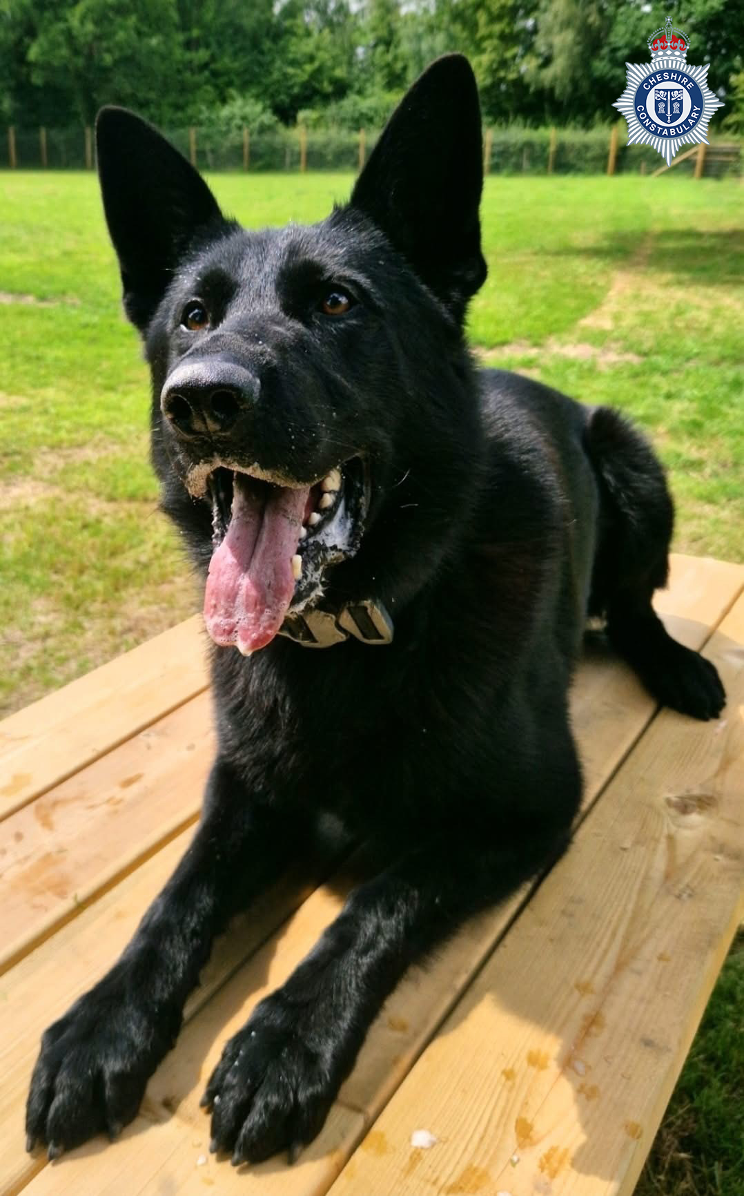 PD Vandal