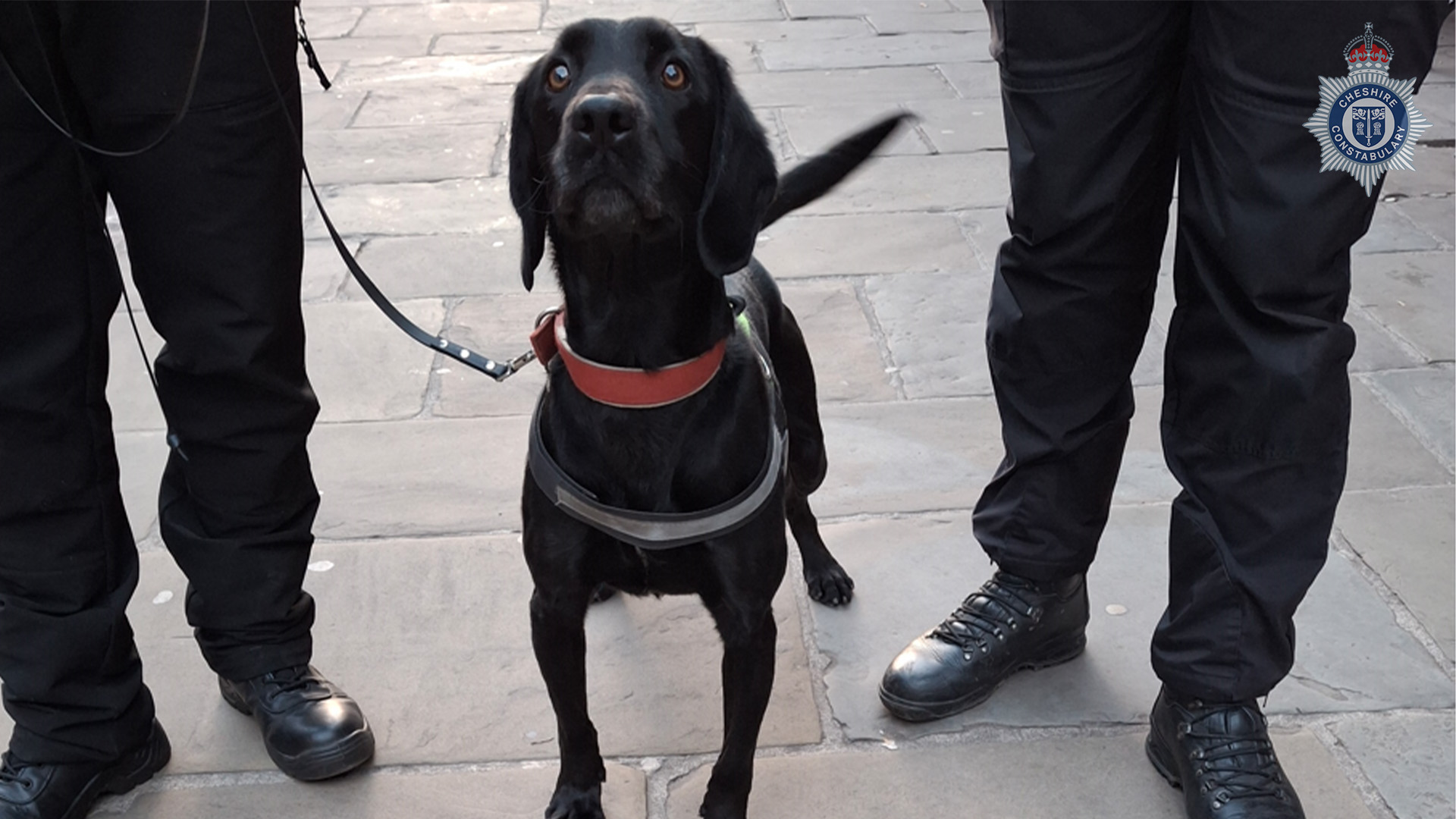 Passive drugs dog